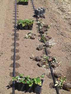 Planting Strawberries