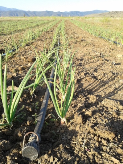Onions making progress