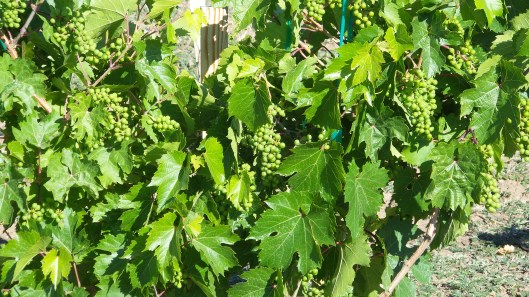 Lon Rombough's legacy in this Marechal Foch rootstock.